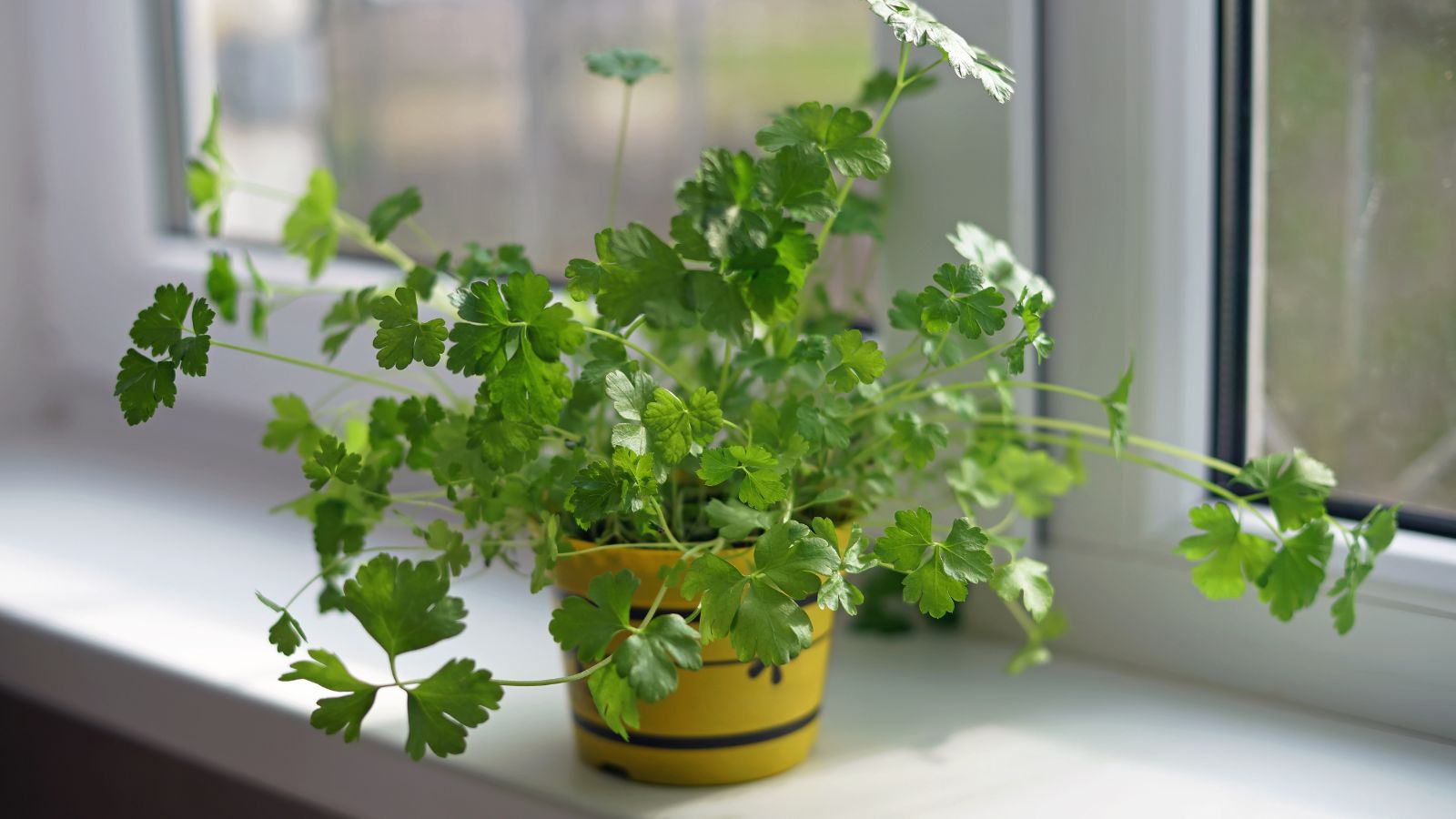 A close-up shot of a small yellow colored pot filled with a developing plant called Parsley, placed near a window