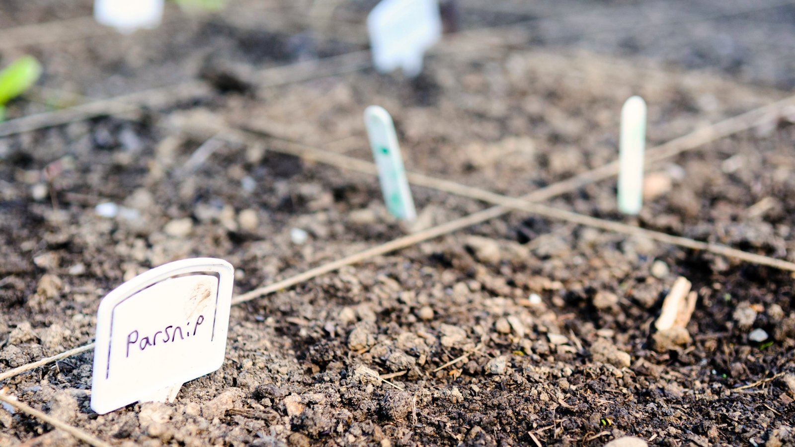 Close-up of a garden bed with evenly spaced, freshly sown seeds, marked with taut strings and white seed labels.