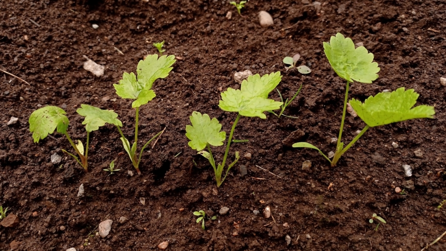 How To Grow Parsnips From Seed