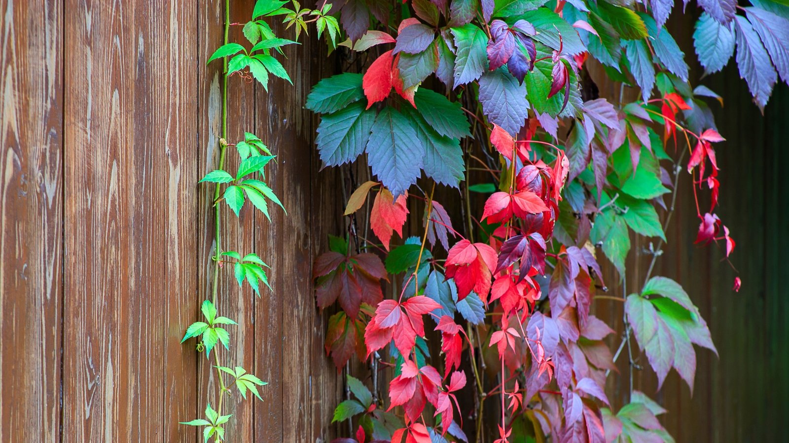 Vibrant green and red compound leaves with five leaflets climbing and trailing along a wooden fence.
