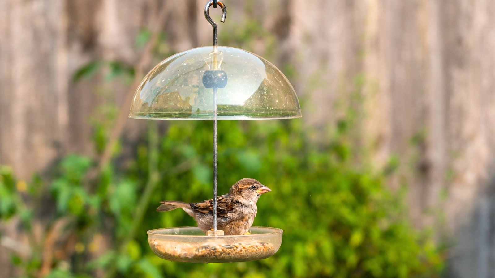 Passer domesticus with brown and gray plumage perched on a seed-filled garden bird feeder hanging from a hook.