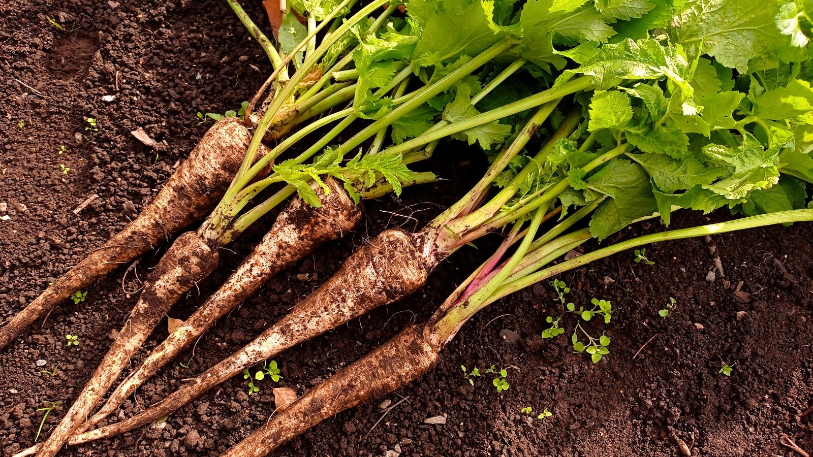 Several thick, conical, cream-colored taproots, partly covered in brown soil, crowned with a large cluster of lush green, deeply lobed leaves.