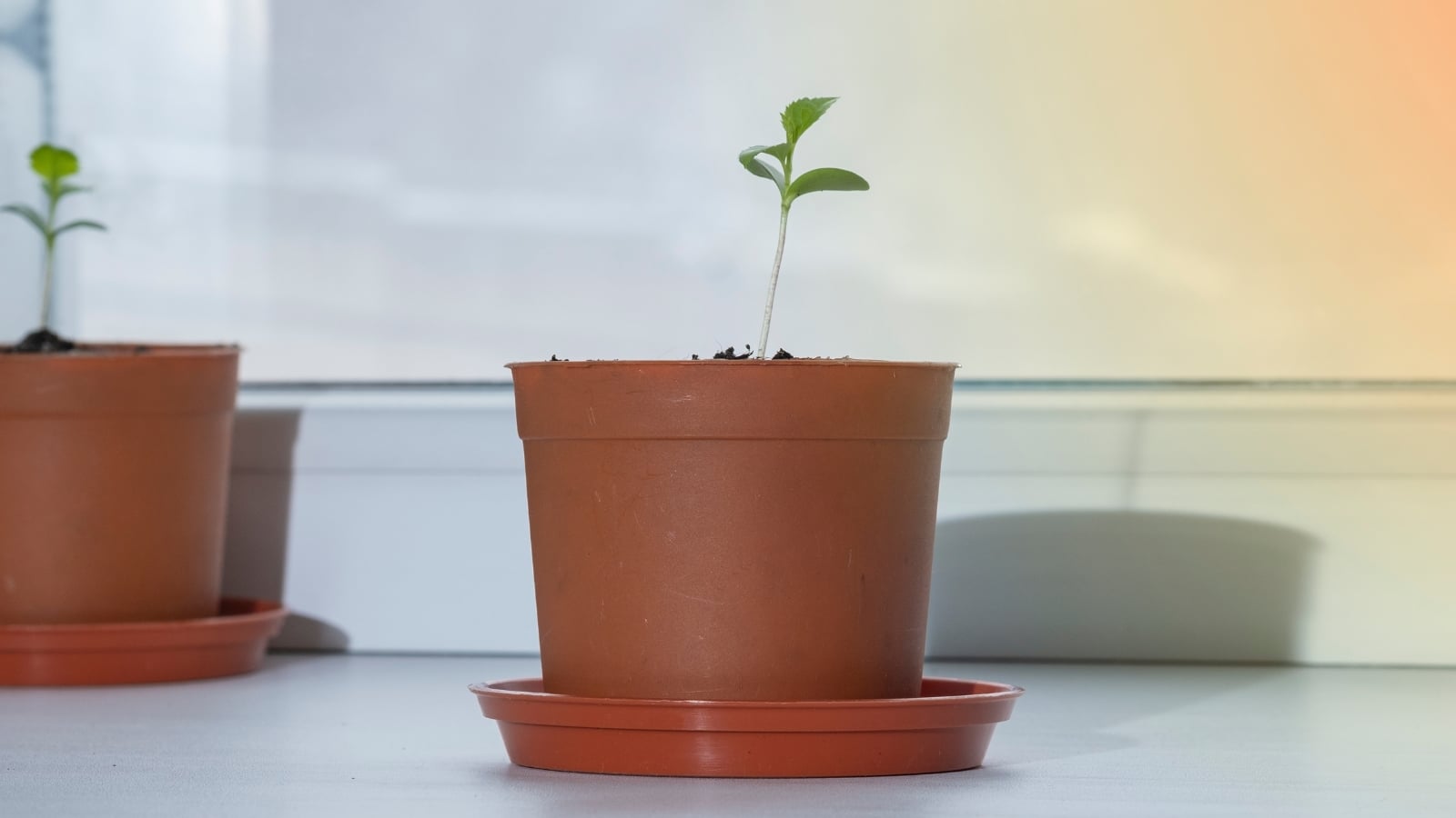 A young pear seedling grows in a terracotta pot on a light windowsill, showing smooth green cotyledons and small jagged true leaves.