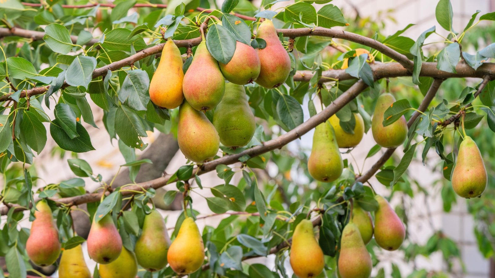 Branches spread with glossy, oval leaves that have finely serrated edges in rich green tones, while smooth, teardrop-shaped fruits in shades of pink-green dangle beneath the foliage.