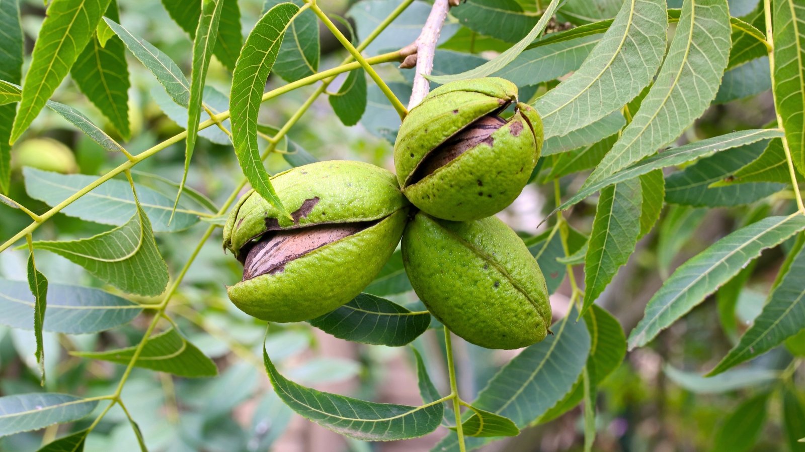 Tall tree with pinnate green leaves and elongated, brownish nuts hanging in clusters from the branches.