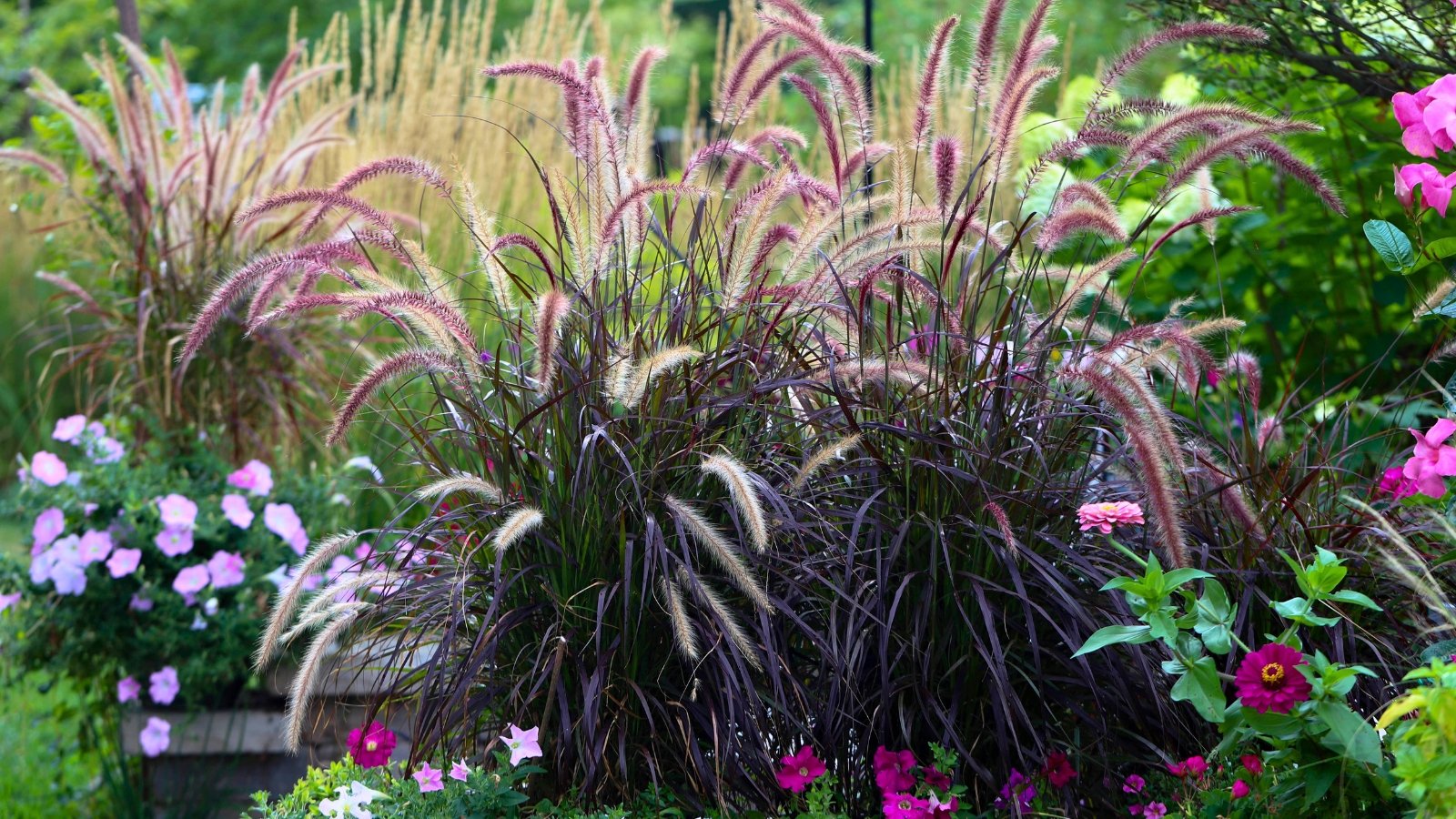 A cluster of tall, arching reddish-purple blades and feathery plumes with thin, long bristles.