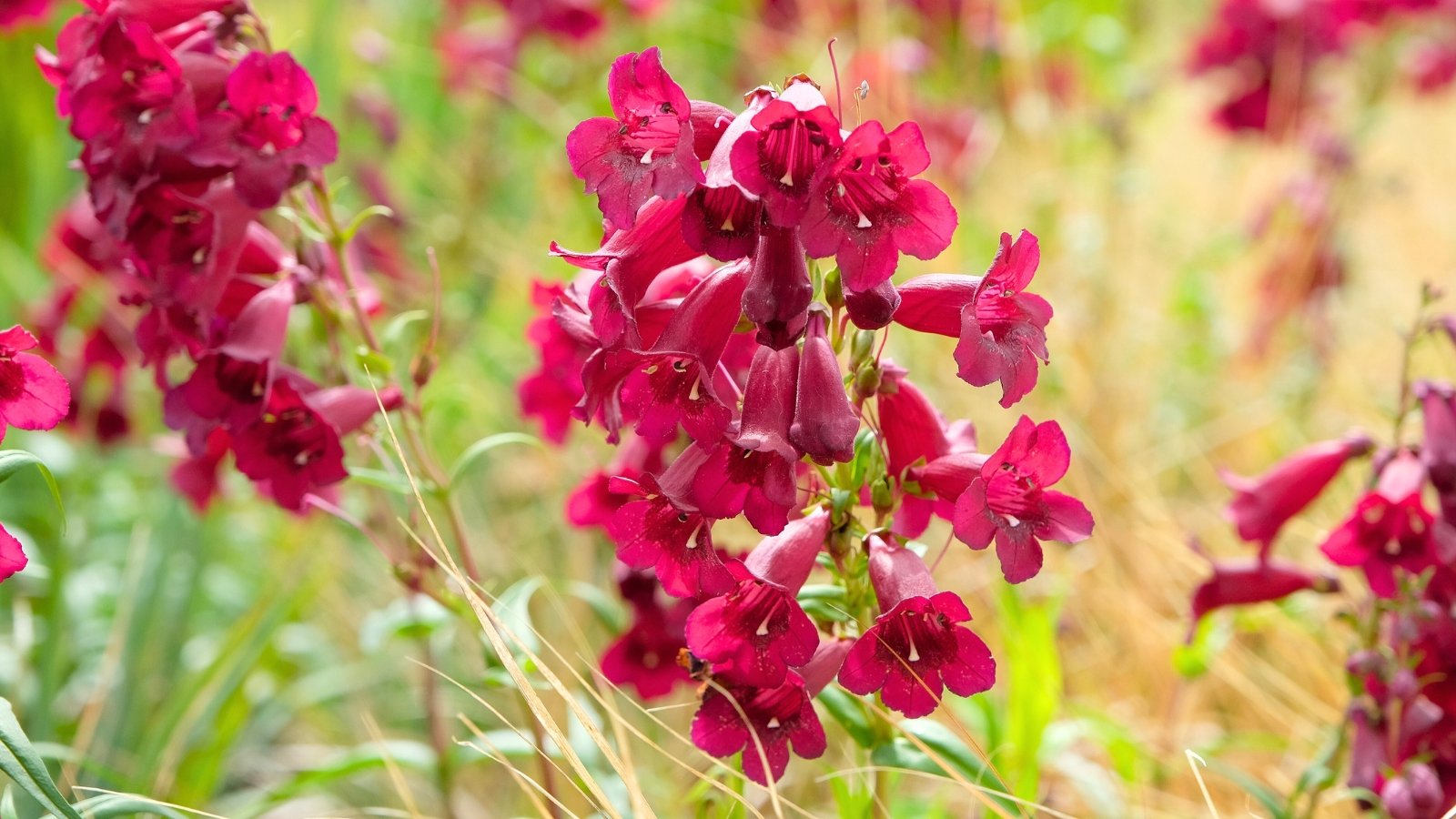 A tall spike of trumpet-shaped, magenta flowers with flared mouths and white-streaked throats on long, green stems.