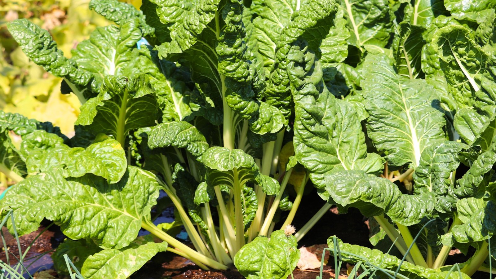 Plants with large, crinkled, dark green leaves and thick, white stems growing densely in the garden bed.

