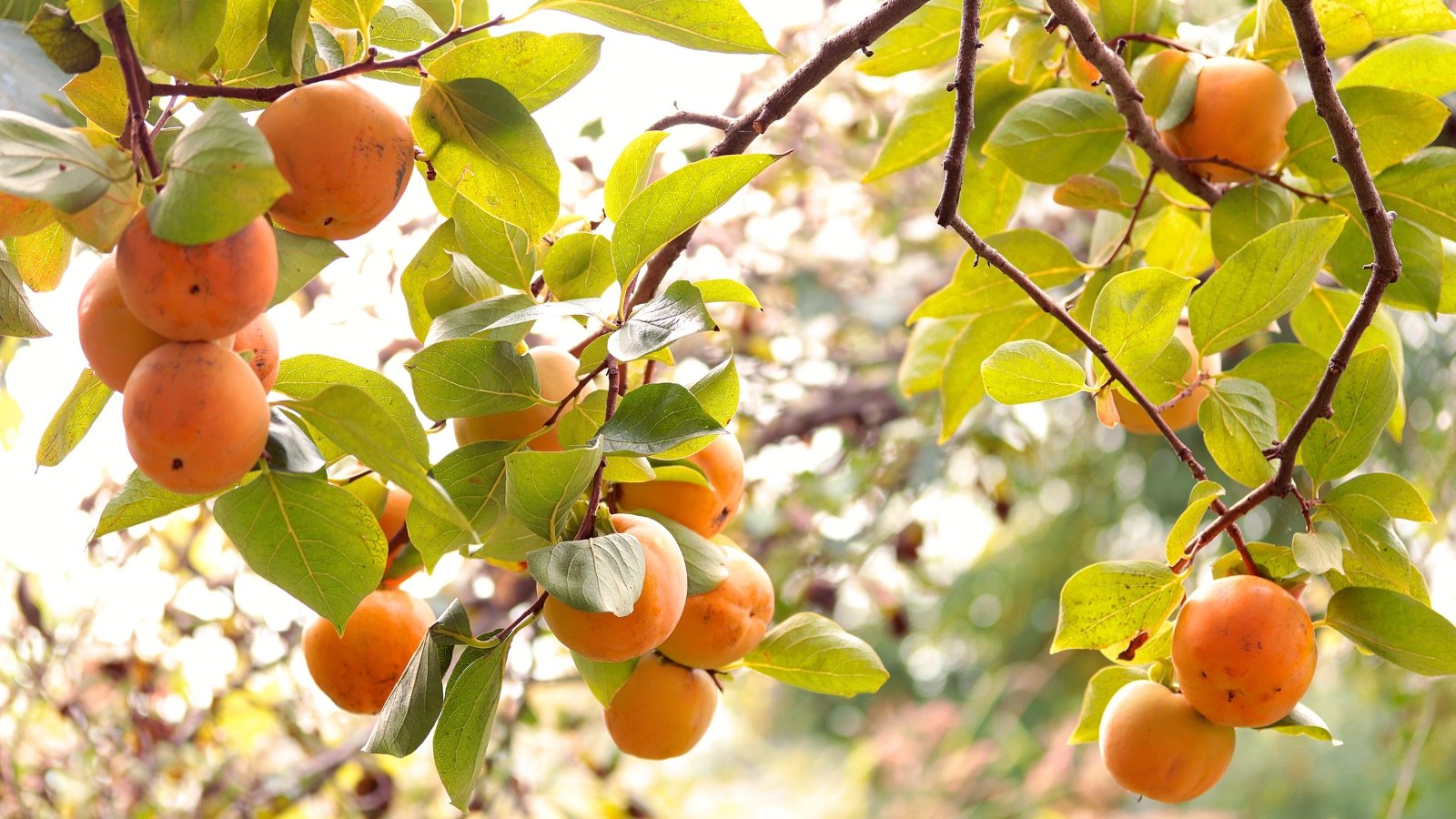 Bright orange fruits with smooth glossy skin dangle from slender branches among broad pale green leaves in autumn light.
