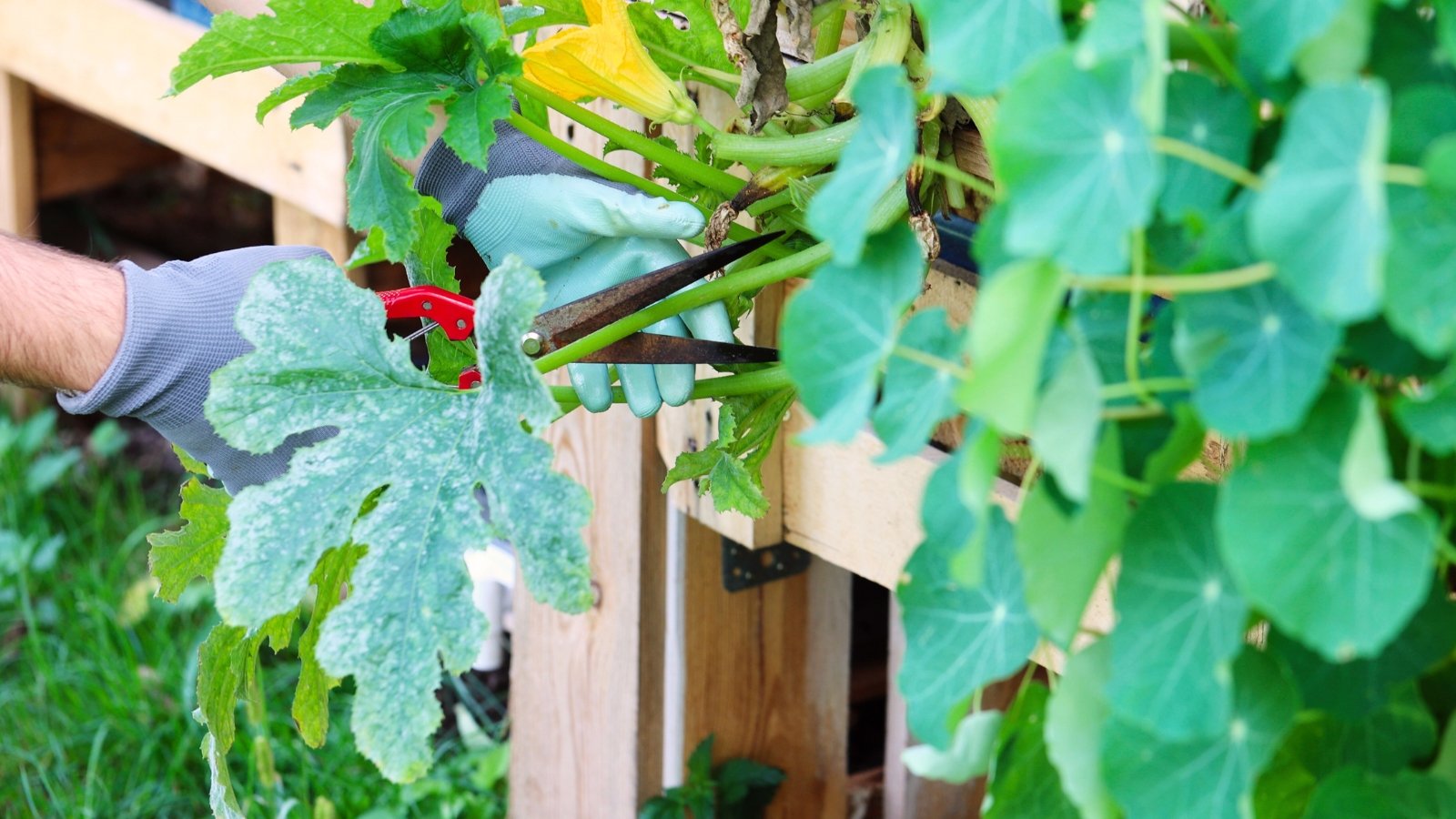 Gardener’s hands cutting a broad green squash leaf spotted with white-gray powdery patches in a wooden raised garden bed.