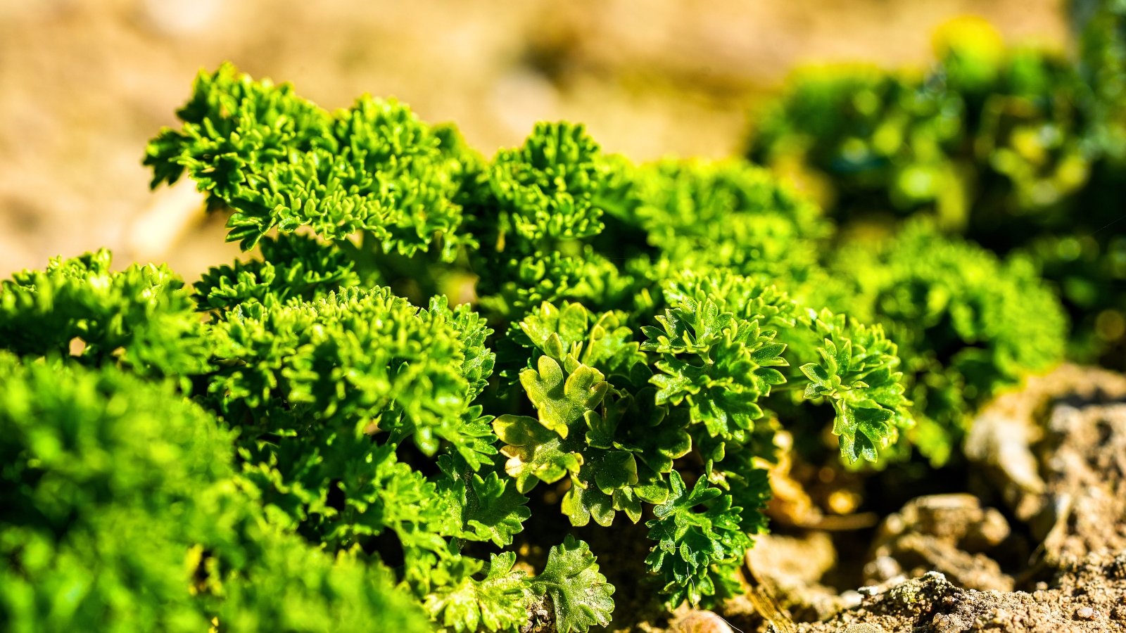 A low-growing mound of ruffled, tightly curled bright green foliage with a bumpy, dense texture.