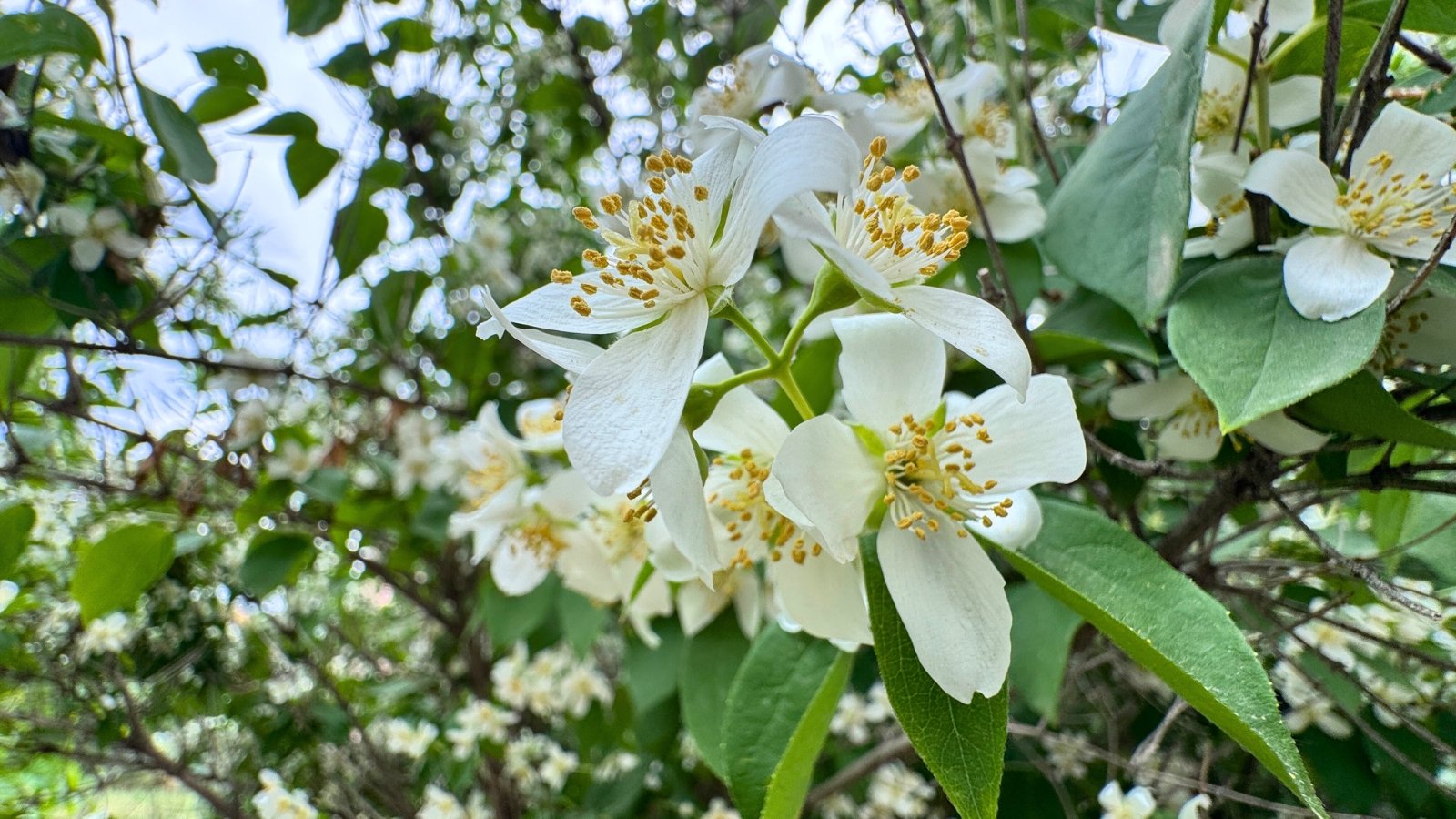 White flowers with four broad, rounded petals and a prominent yellow center of pollen-covered stamens bloom on leafy branches.
