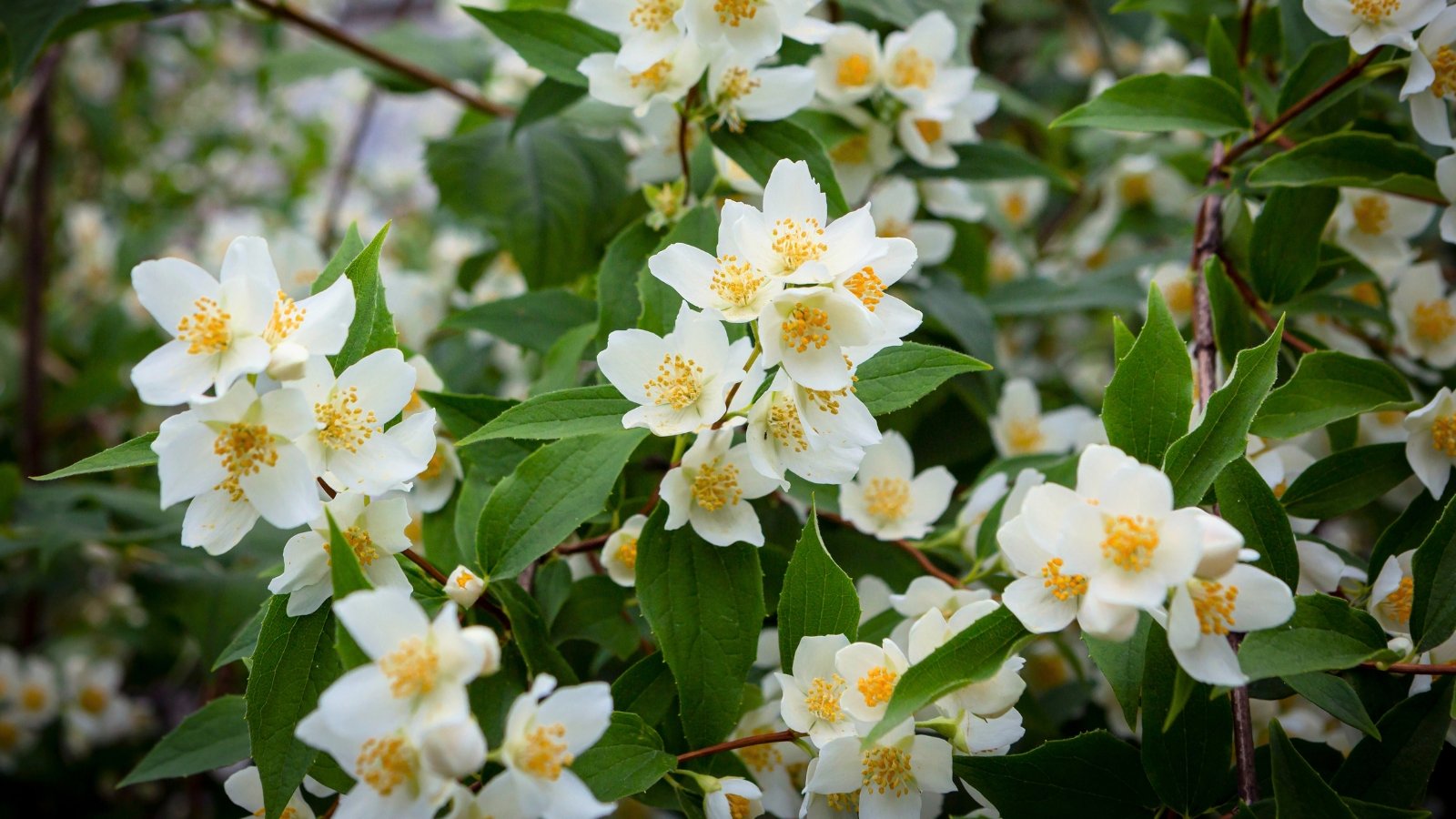 Arching stems with glossy green leaves are adorned with clusters of fragrant, pure white, star-shaped flowers in full bloom.