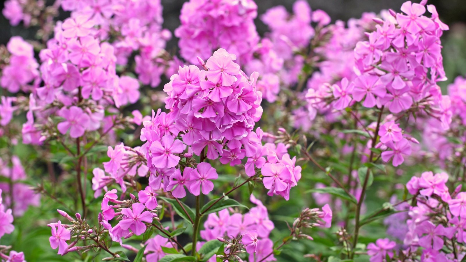 Tall stems with dense clusters of bright pink, star-shaped flowers and green lance-shaped leaves in full bloom.