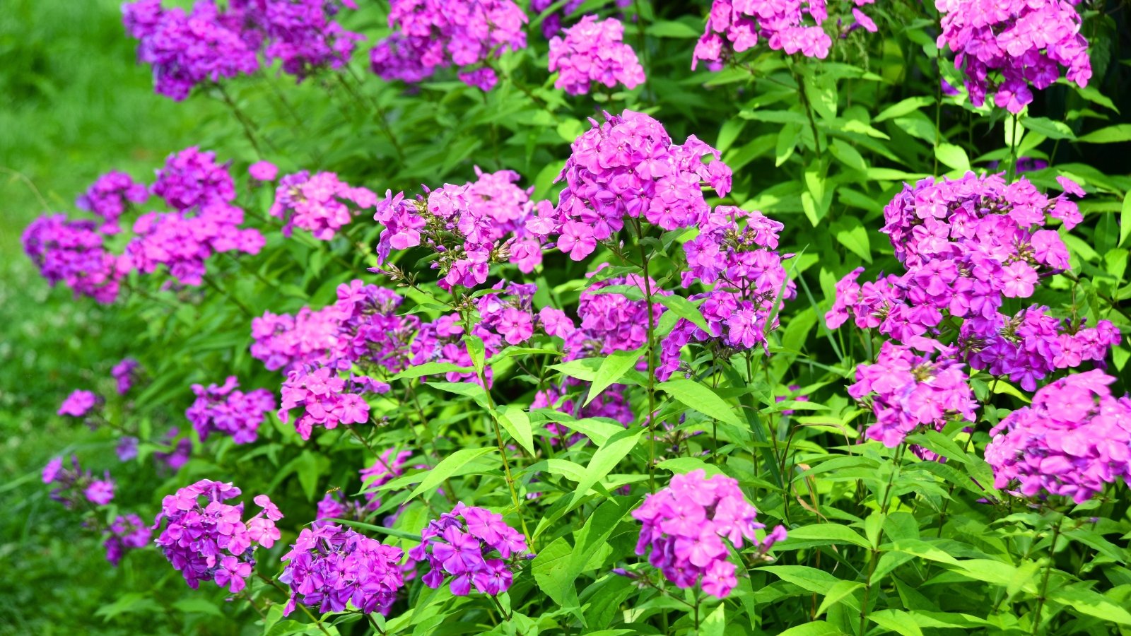 Purple Phlox paniculata flowers form dense, rounded clusters of small, five-petaled blossoms atop green stems with lance-shaped leaves, blooming vibrantly in a sunlit garden.