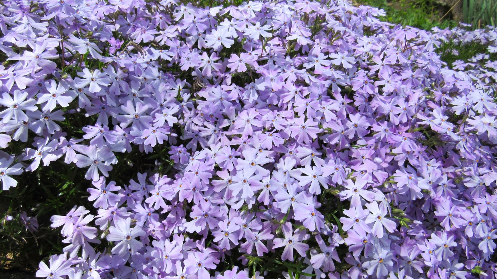 A thick cluster of small purple and white blossoms with five petals each, carpeting the ground.