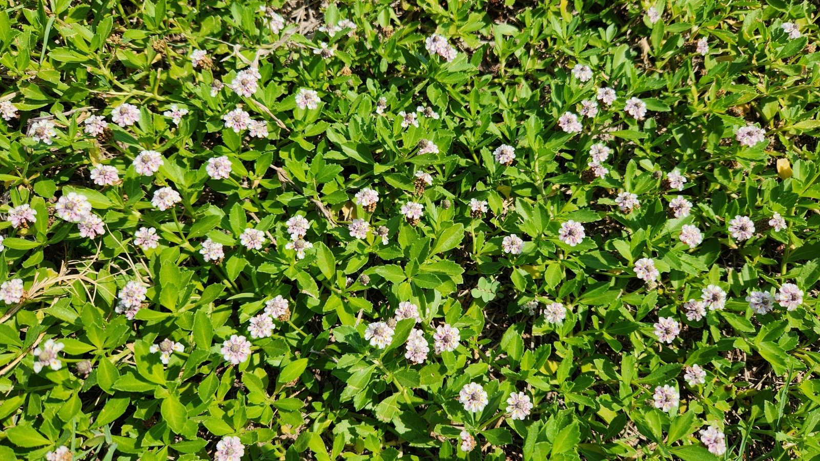 Dense mats of small green leaves dotted with tiny clusters of pale lavender flowers in full bloom.