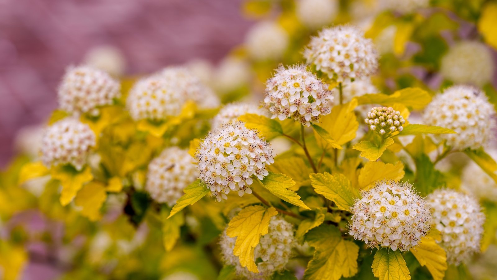 A cluster of small, creamy-white flowers with tiny yellow centers and delicate stamens growing among bright green and yellow leaves.