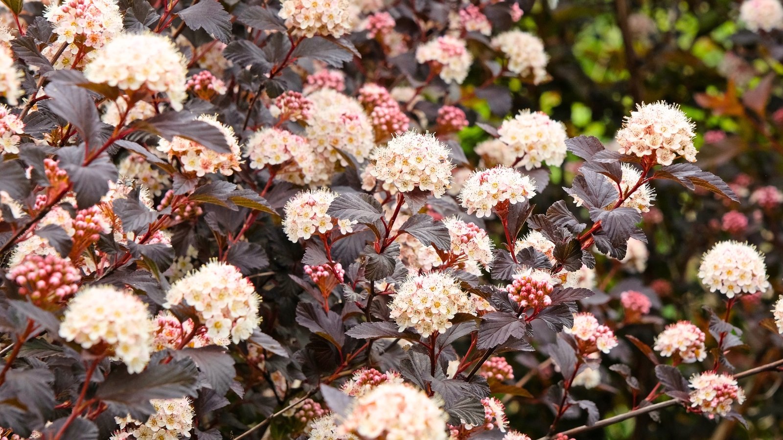 Compact plant with reddish-purple stems, rounded, deeply lobed purple leaves, and clusters of small, white to pale pink flowers in full bloom.