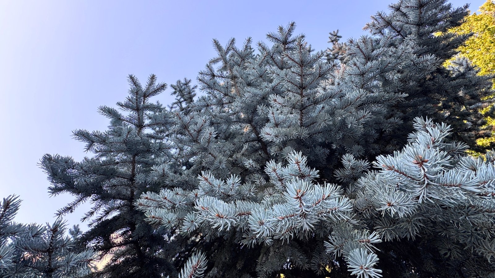A dense branch of stiff, spiky, silvery-blue needles reaching towards a clear sky.