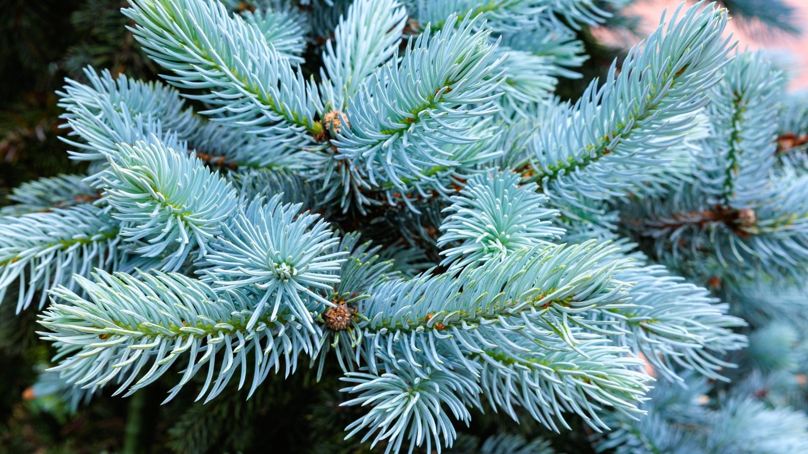 A close-up of sharp, needle-like blue-green foliage arranged radially on woody stems.