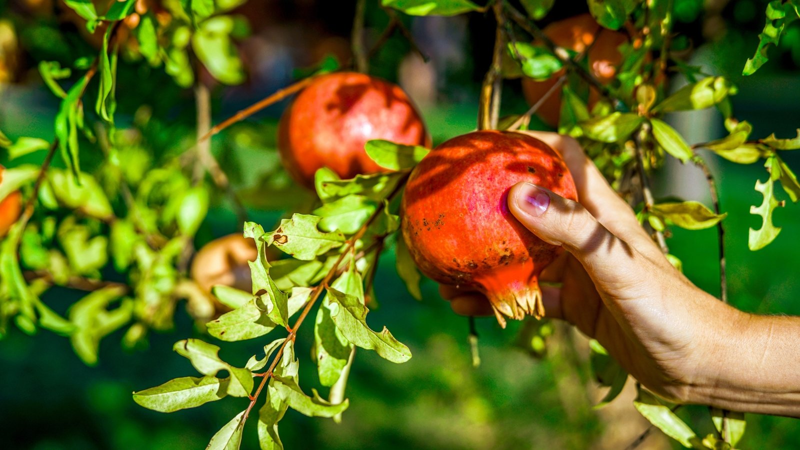 A female hand grasps a ripe, round pomegranate with deep red skin, gently pulling it from a leafy tree branch.