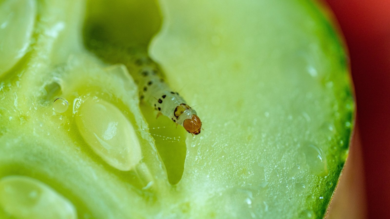 A tiny, translucent yellow-green caterpillar with a light brown head and small black dots on its body eats the inside of a green fruit.