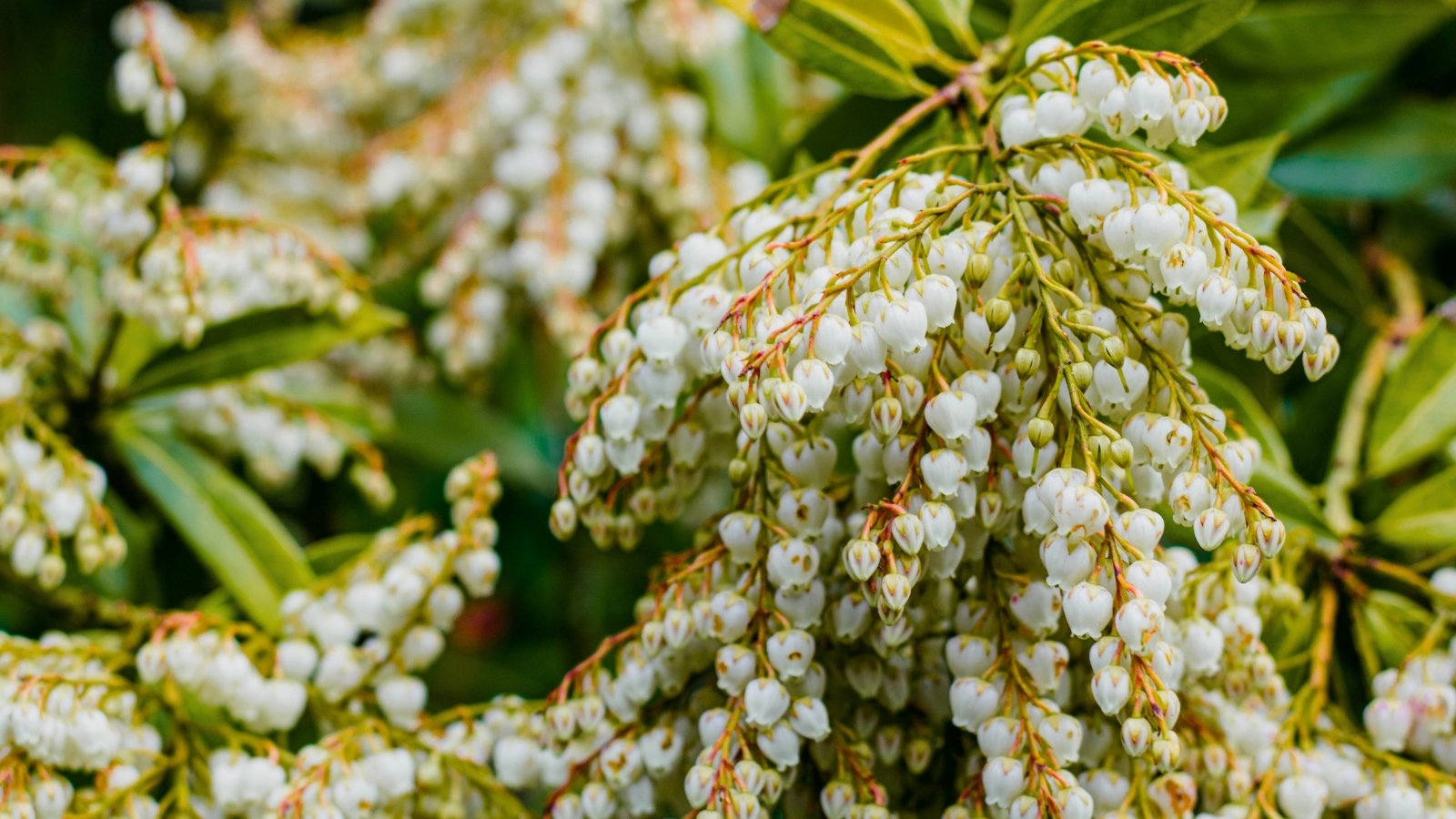 Drooping clusters of numerous, small, white, urn-shaped flowers hanging from leafy green and variegated stems.
