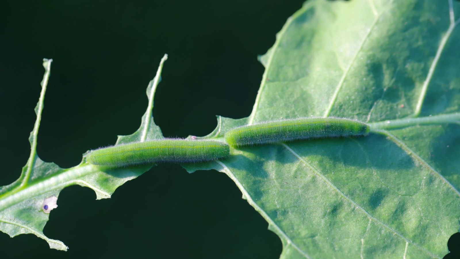 A close-up and overhead shot of several small green colored caterpillars, feeding on a large green leaf of a crop in a well lit area outdoors