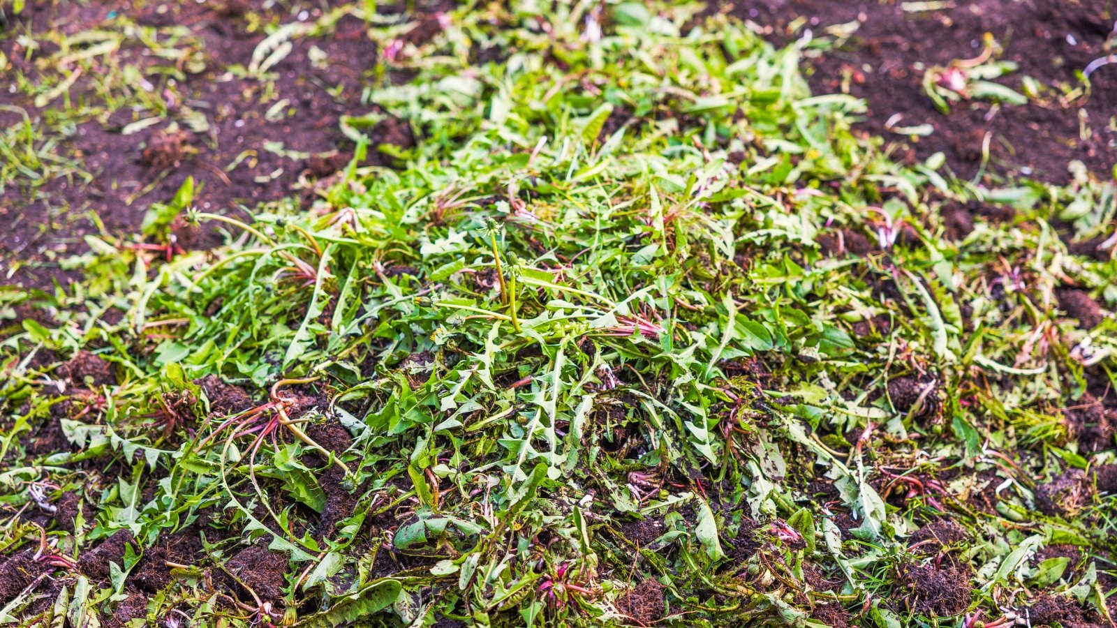 Pile of freshly pulled dandelions with roots and green leaves resting on bare soil after weeding and clearing the garden bed.