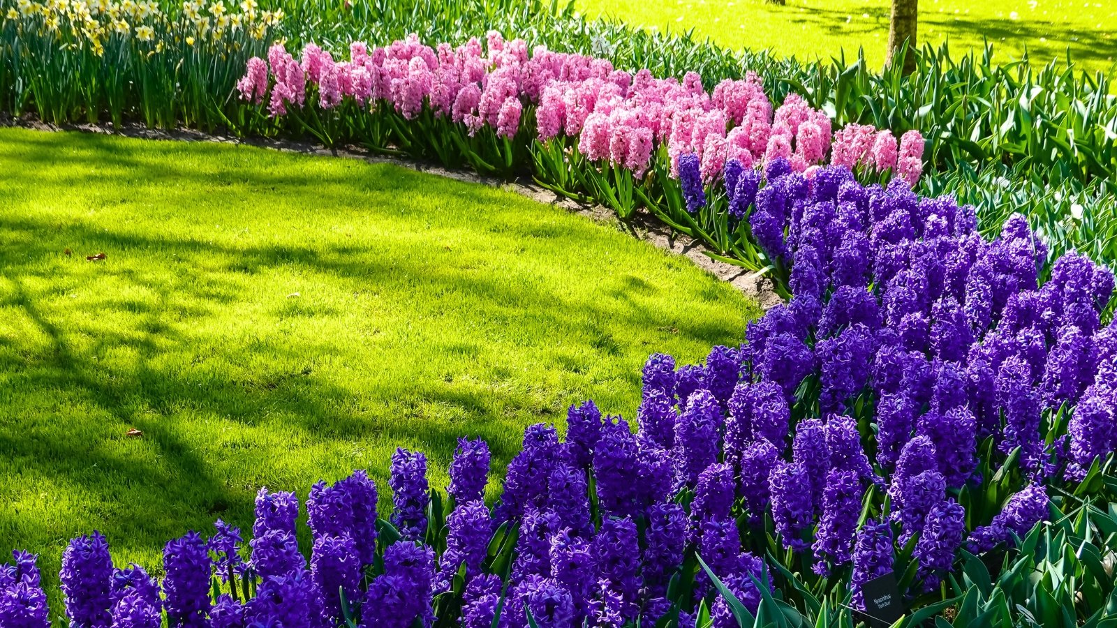 A winding path of bright green grass is framed by two curving borders of densely packed, cone-shaped flowers in vibrant pink and deep purple.