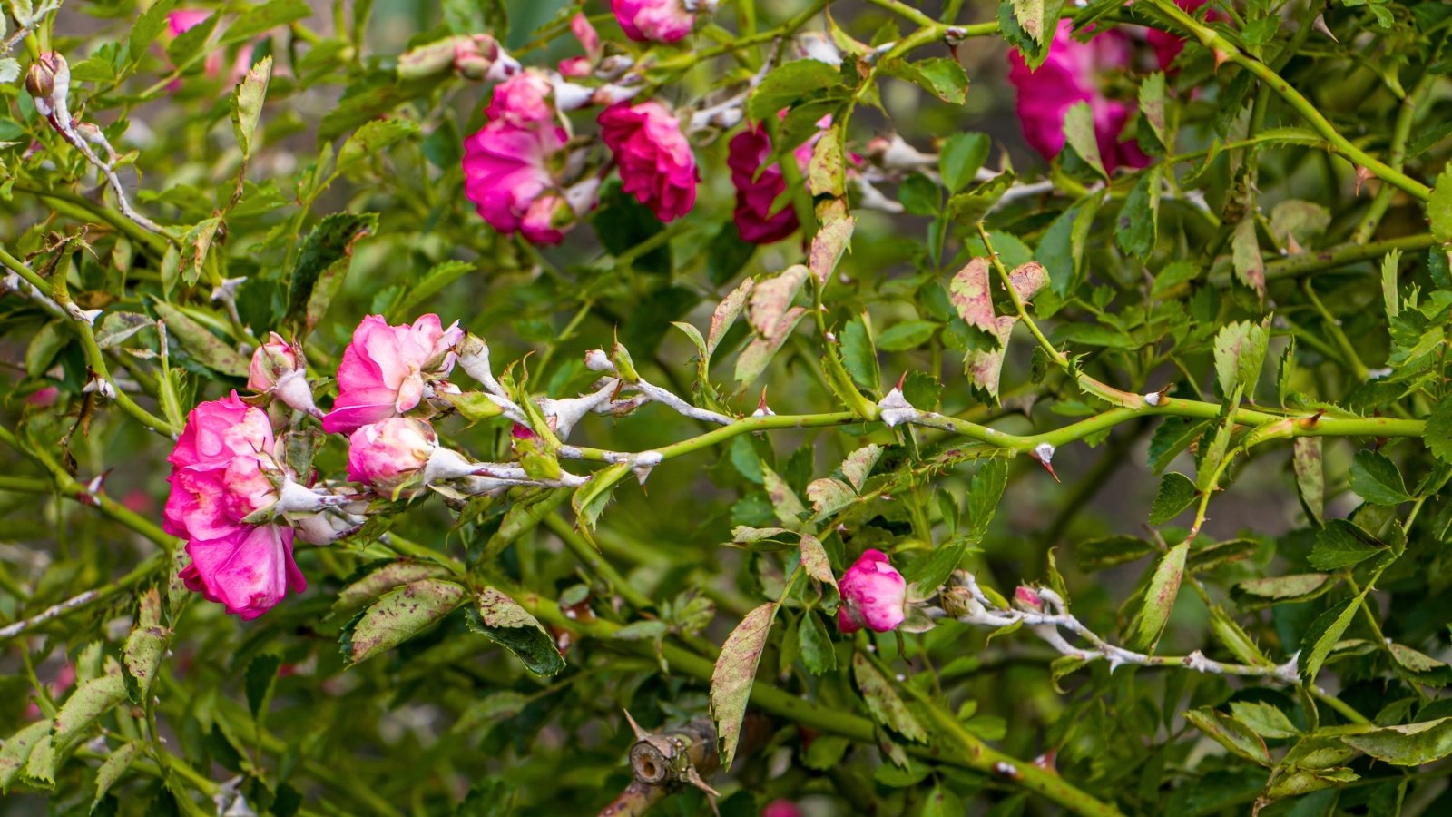 Pink bush roses with petals, stems and leaves coated in a white, powdery mildew, giving the blooms a faded, dusty appearance.