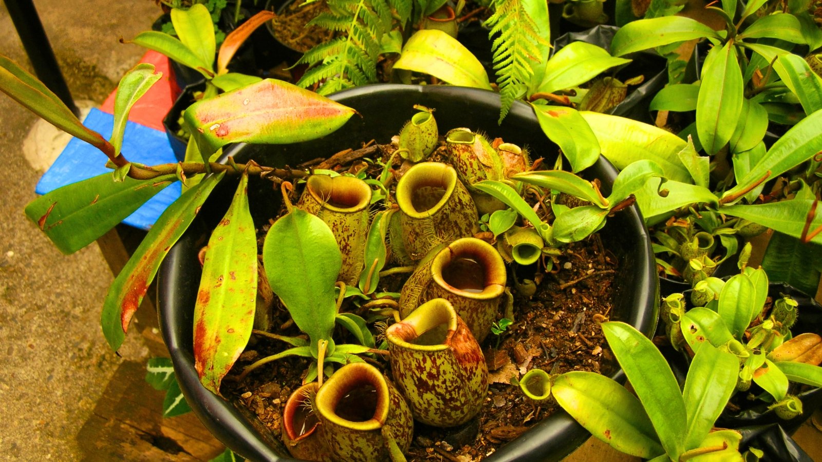 A collection of unique, carnivorous plants with hollow, jug-shaped leaves that are green with reddish-brown splotches.