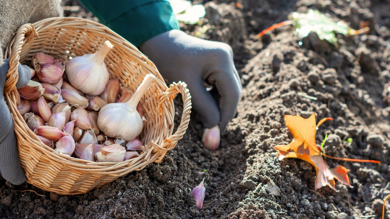 Gardener’s hands in gray gloves plant garlic cloves from a wicker basket into loose gray soil.