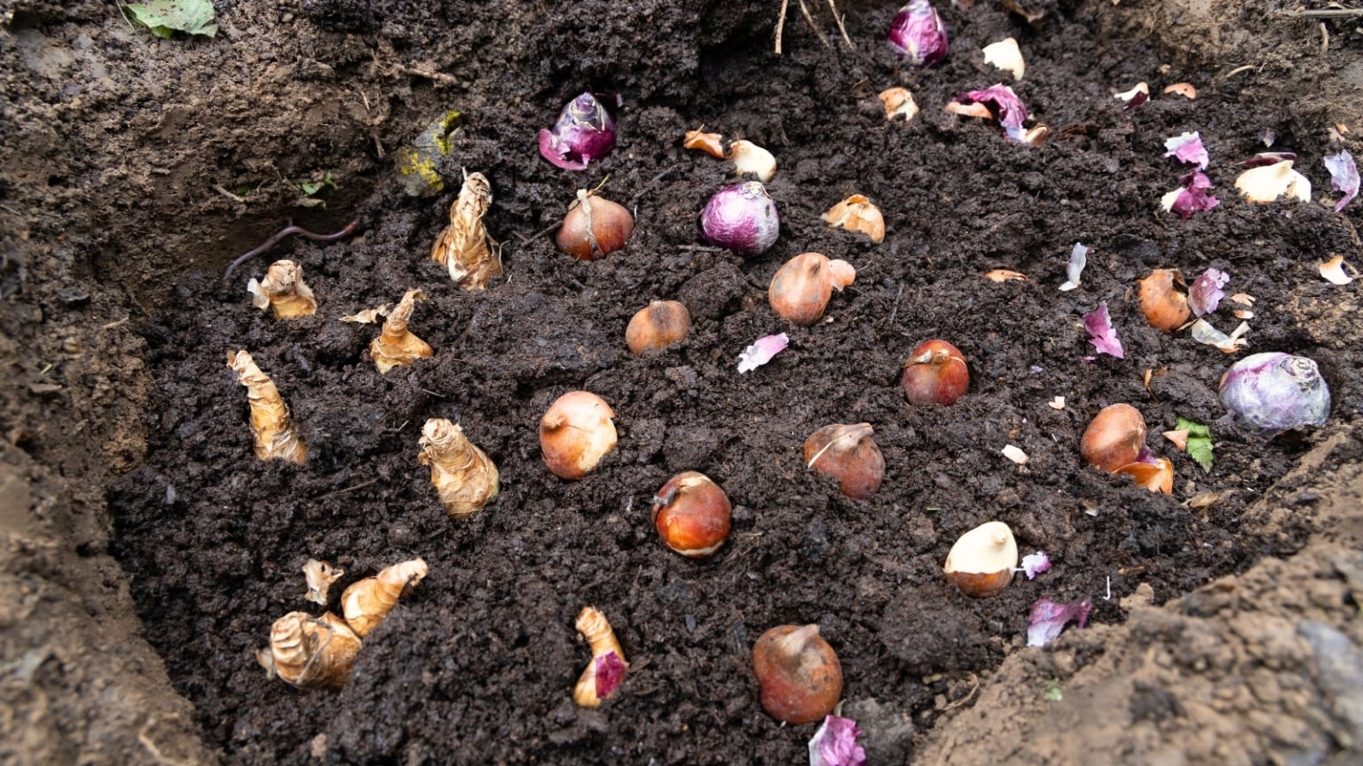 Bulb Planting Rows The Beginner's Guide to Fall Bulb Planting
