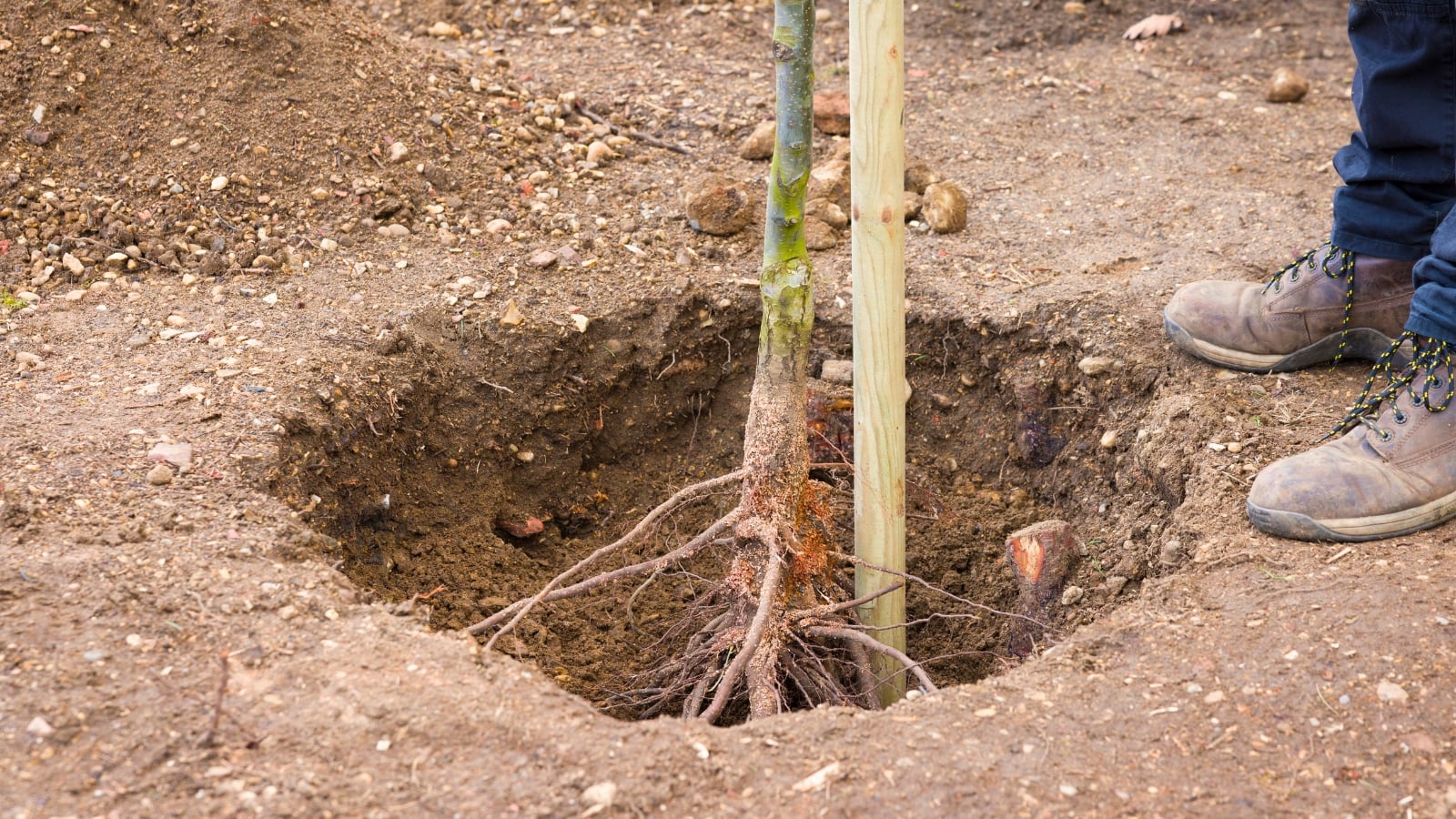 Planting a bare-root fruit tree in a dug hole in the garden.