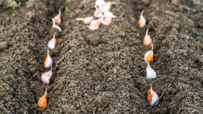 Garlic Planting Pattern The Beginner's Garlic Planting Guide: Timing, Varieties, and Soil ...