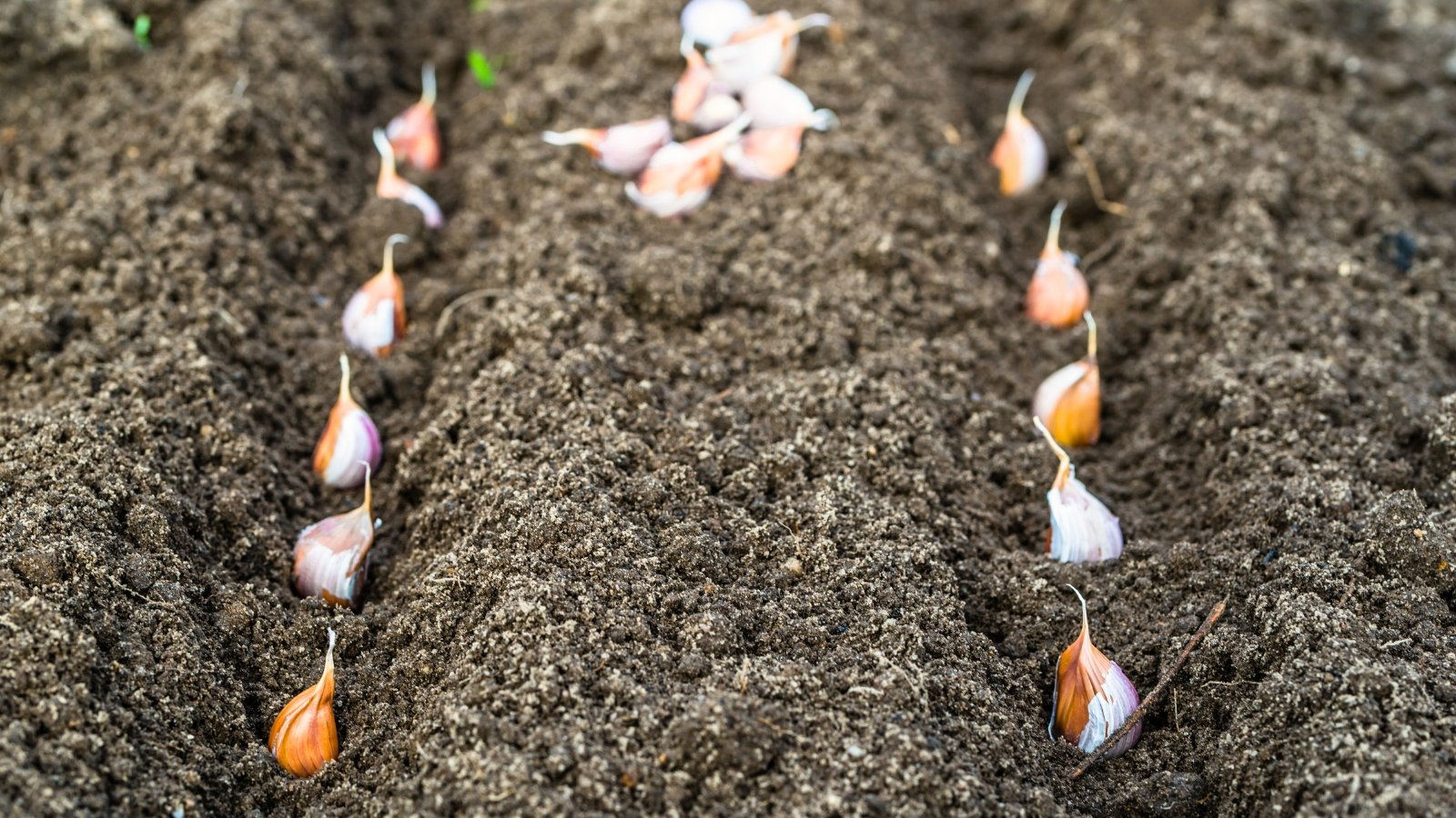 Close-up of garlic cloves partially planted in loose gray soil, showing their pointed tips and rounded bases in a garden bed.