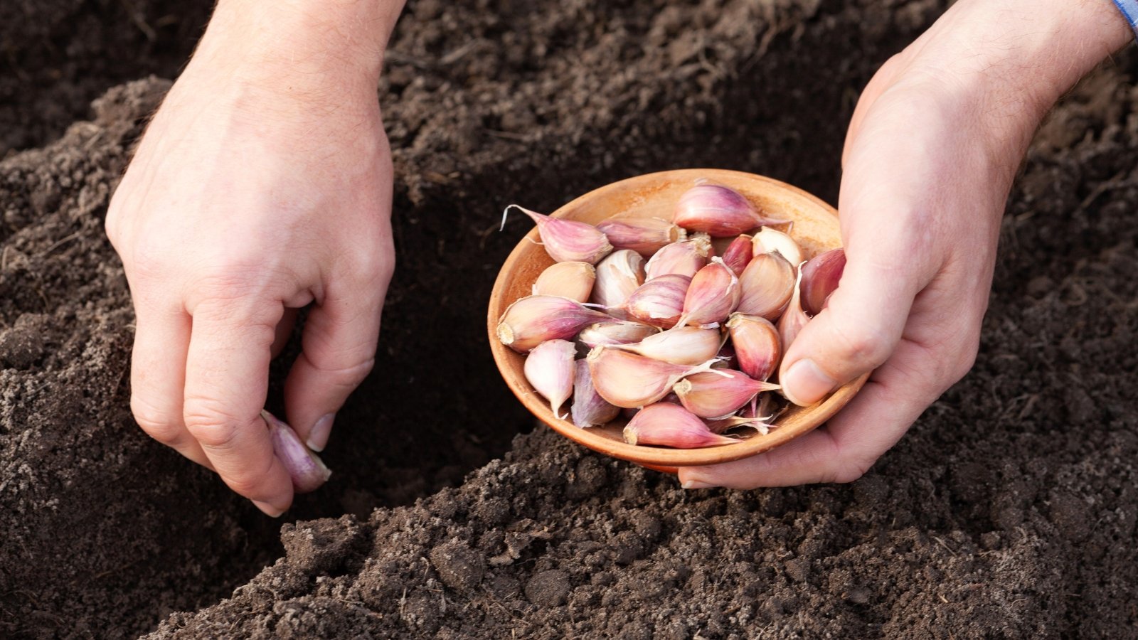 Close-up of a woman’s hands placing pinkish garlic cloves into soil trenches in a garden bed.