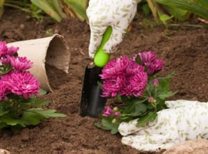 Planting mums ground with the gardening holding the small plant in a hole in the soil appearing to have vibrant pink blooms