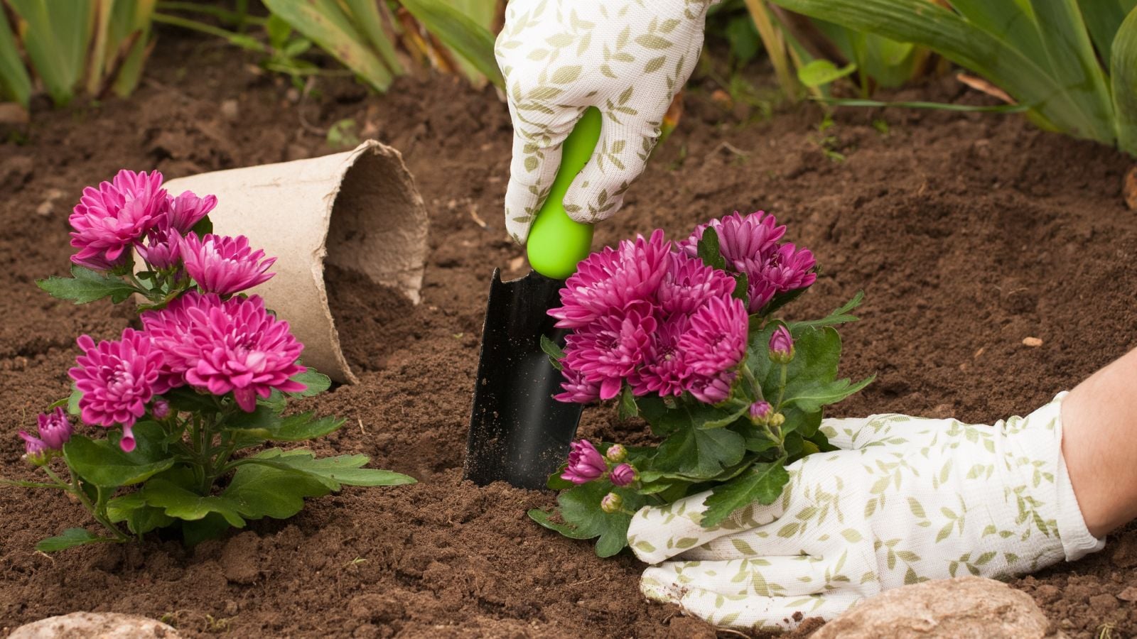 Planting mums ground with the gardening holding the small plant in a hole in the soil appearing to have vibrant pink blooms