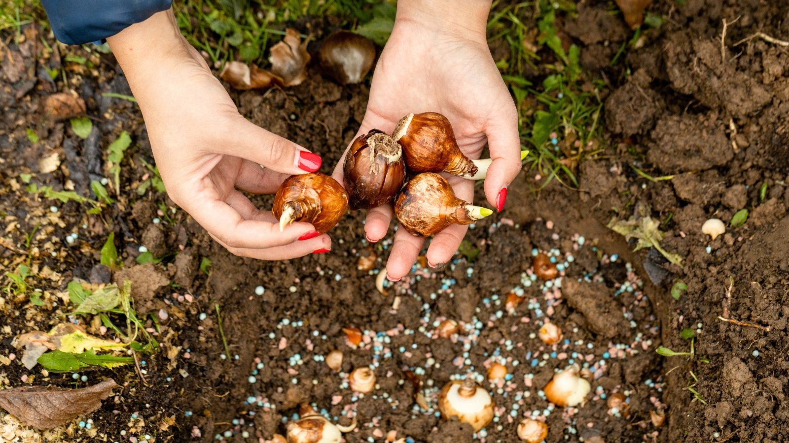 Gardener hands cupping several smooth, brown daffodil bulbs above the soil, ready for planting.