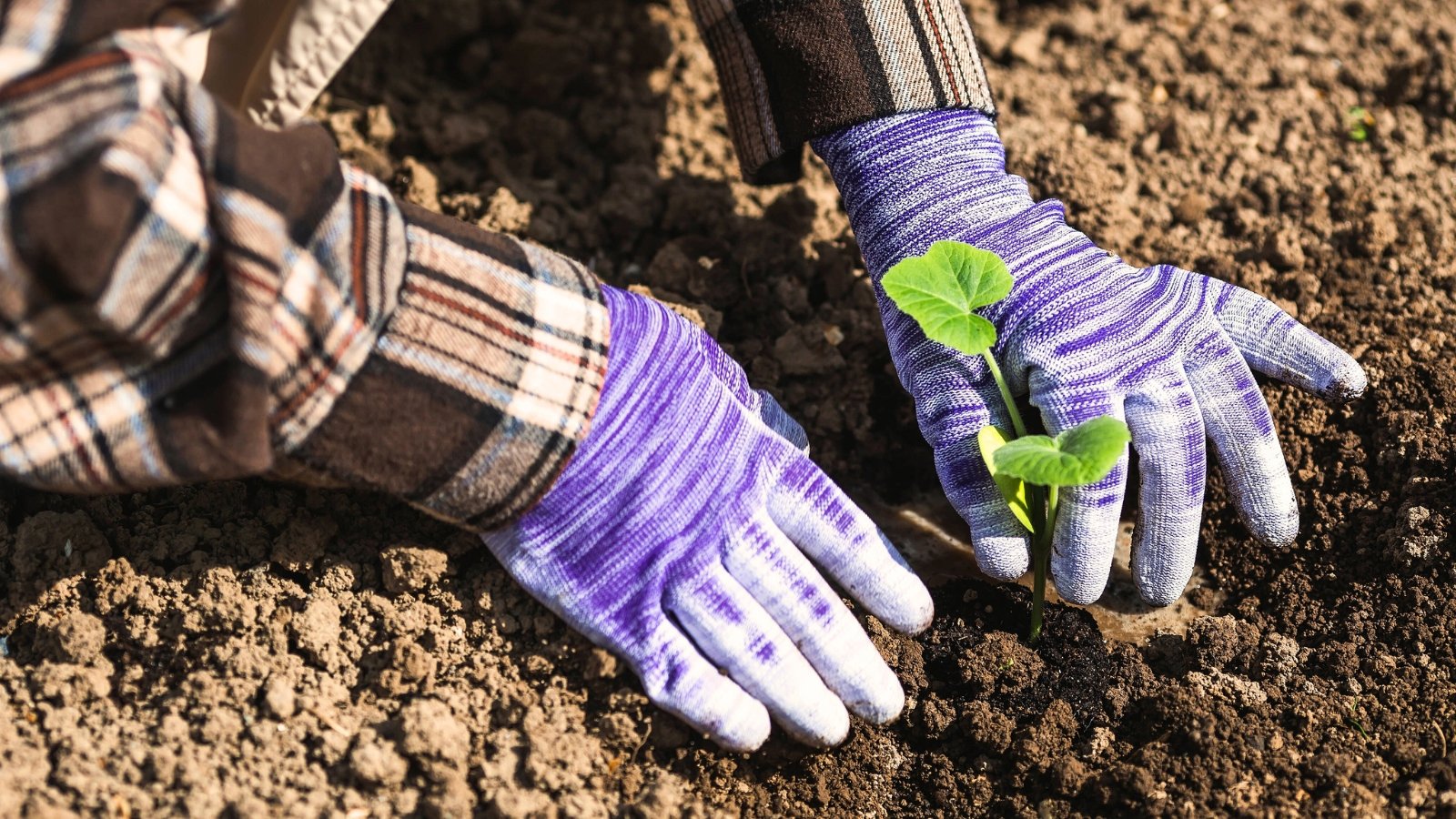 Close-up of gardener’s hands in purple and white gloves planting a young squash seedling with small, tender, lobed green leaves into loose brown soil.