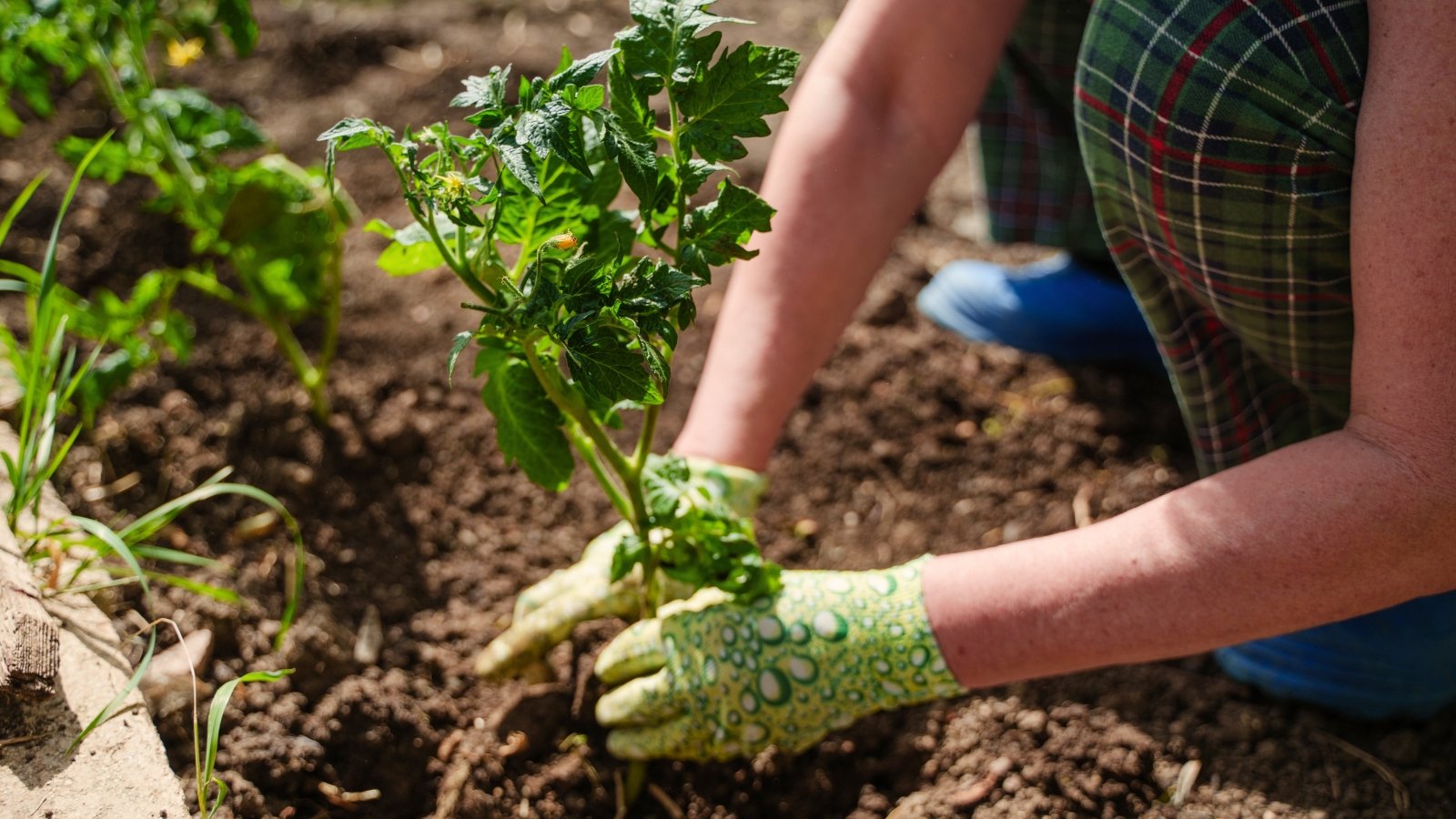Gardener wearing green gloves planting a young tomato seedling with jagged bright green leaves into loose brown soil.