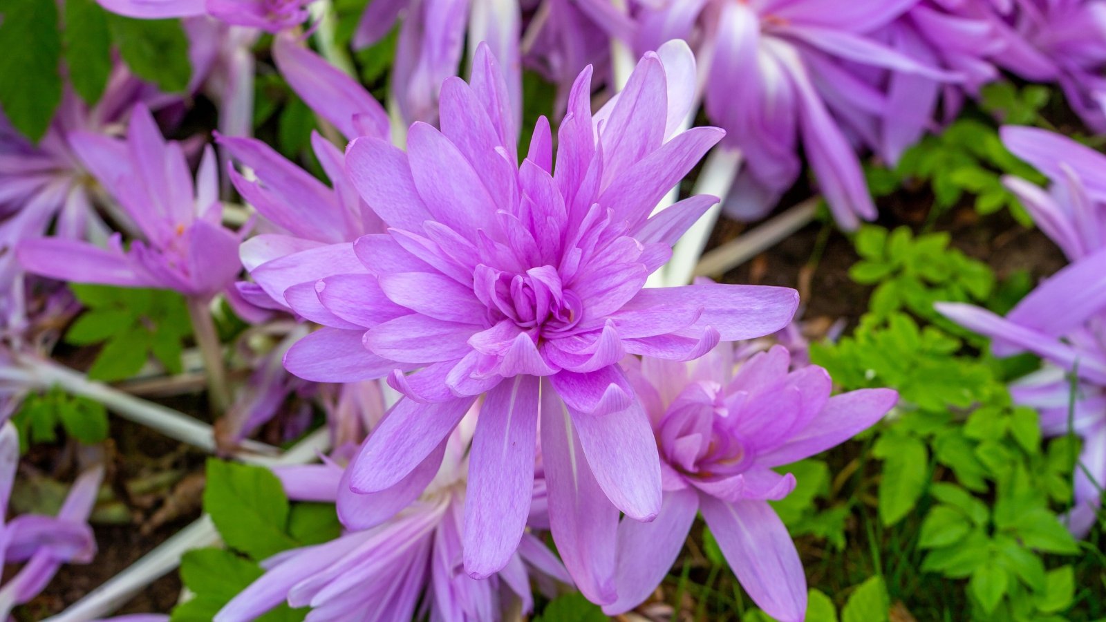 Slender, grass-like green leaves surround upright, cup-shaped blossoms with layered petals in soft shades of purple.