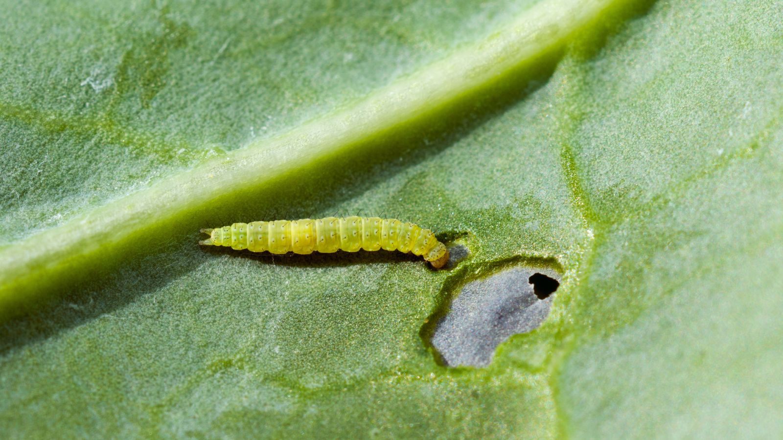 A close-up and macro shot of a small light-green colored caterpillar of the Diamond back moth or Plutella xylostella, currently feeding on a large green leaf of a crop