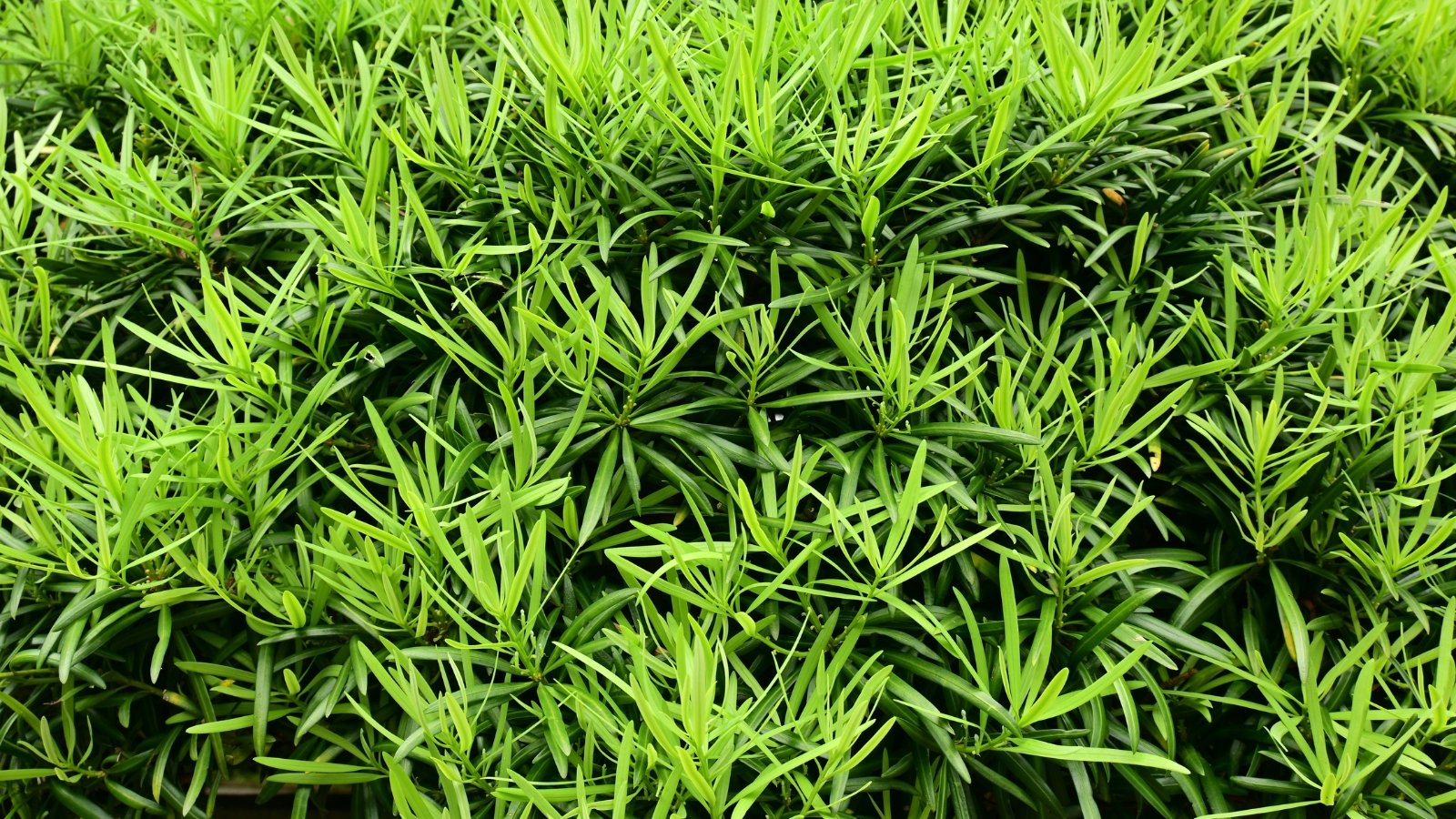 Slender, woody branches densely covered with glossy, dark green, lance-shaped leaves that are slightly curved and arranged alternately along the stems.