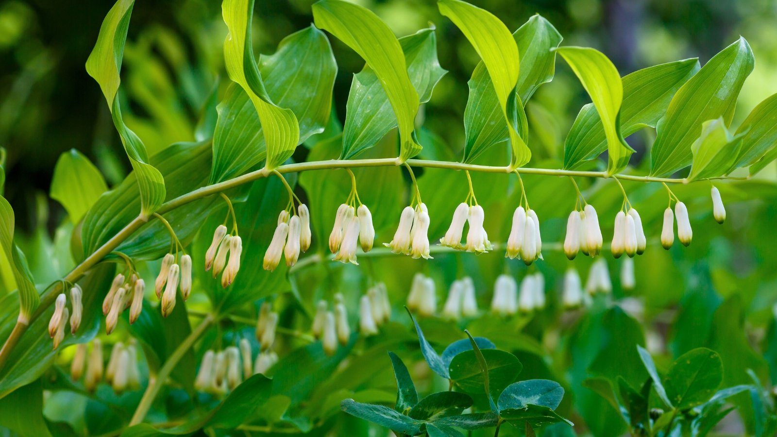 A long, gracefully arching green stem with pairs of smooth, pointed leaves and rows of small, bell-shaped creamy white flowers hanging underneath.