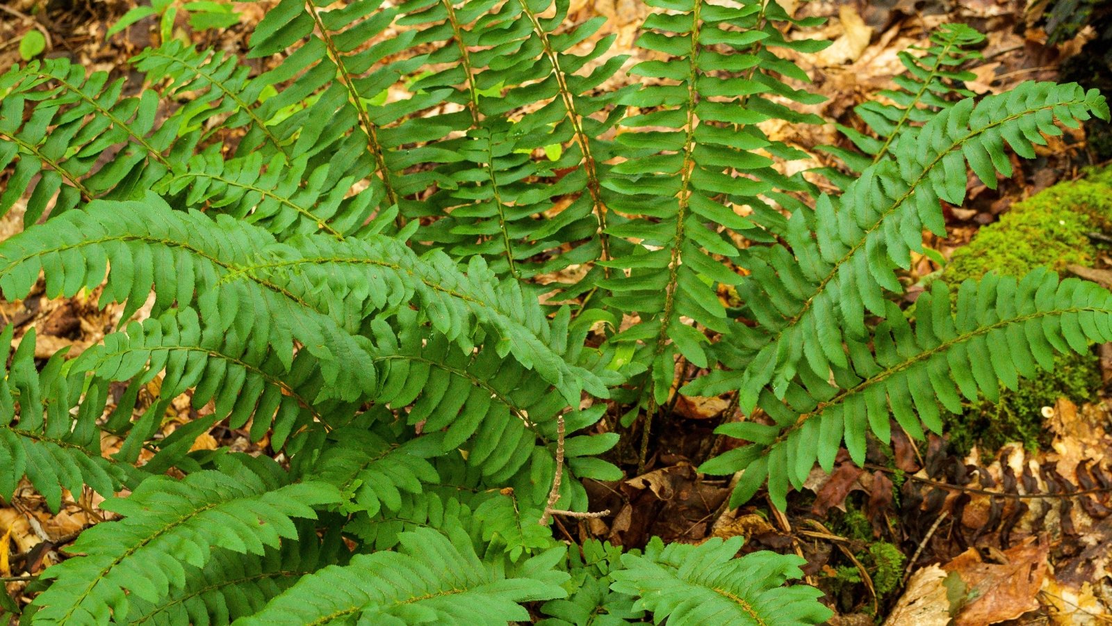 A close-up view of dark green fern fronds with finely divided, toothed leaflets.