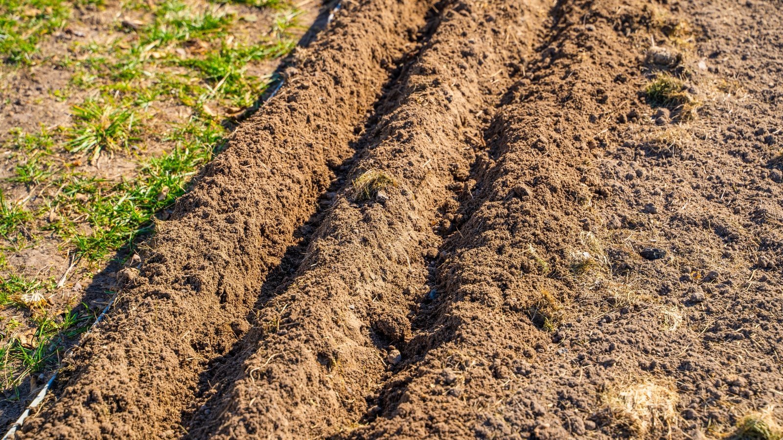 A sunny garden bed with evenly spaced trenches dug into loose brown soil, ready for planting.